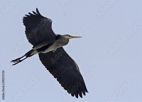 Grey Heron (Ardea cinerea)