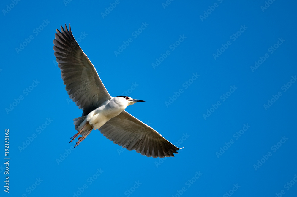 Fototapeta premium Black Crowned Night Heron (Nycticorax nycticorax)