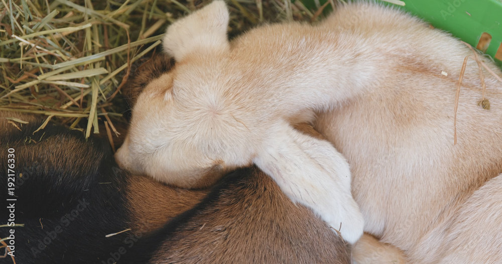 Baby goat in the farm sleeping on straw Baby goat in the farm sleeping on straw