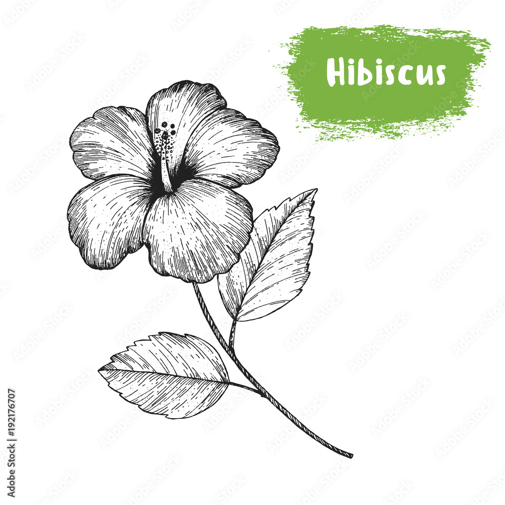 Premium Vector | Hibiscus flower drawing illustration