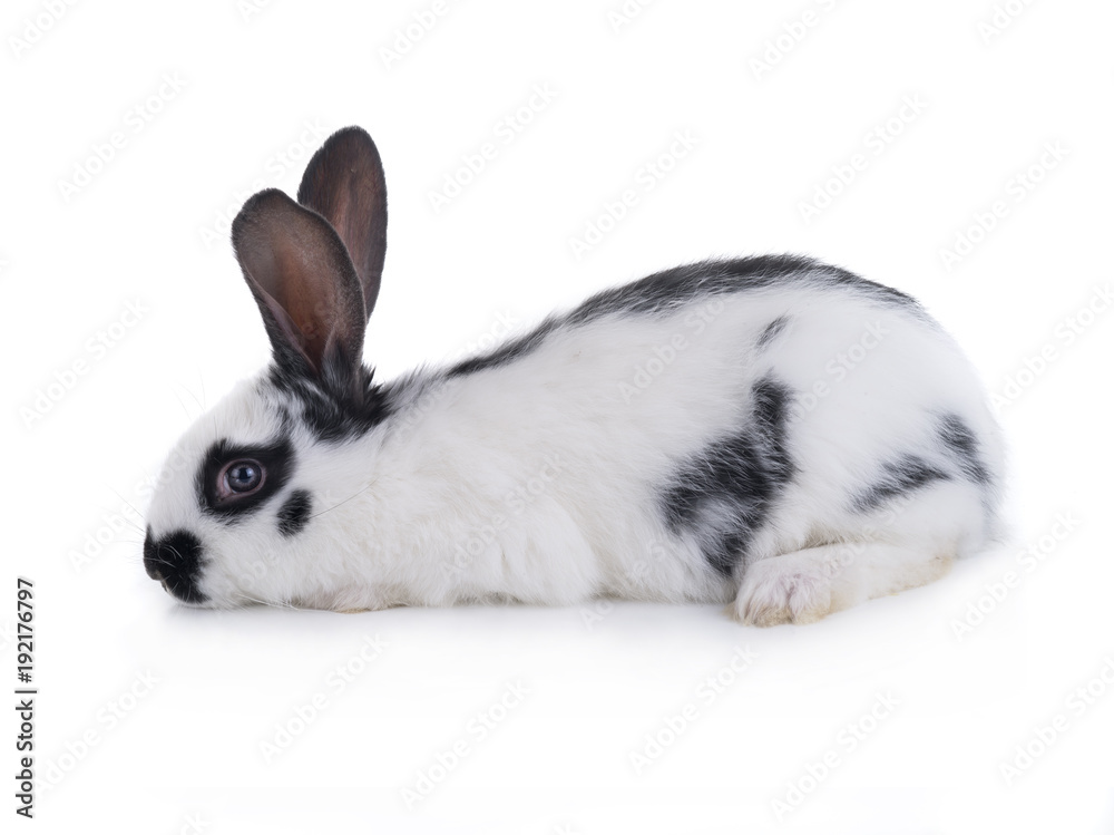 white rabbit white rabbit
