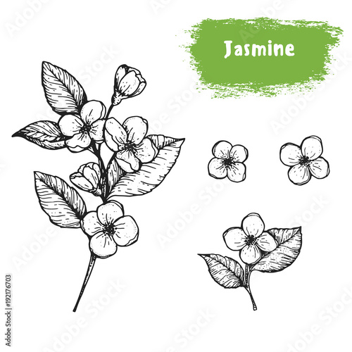 Jasmine hand drawn sketch. Vintage vector illustration. Label or icon for design of package. Retro style image.