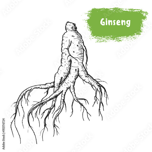 Ginseng hand drawn sketch. Vintage vector illustration. Label or icon for design of package. Retro style image.
