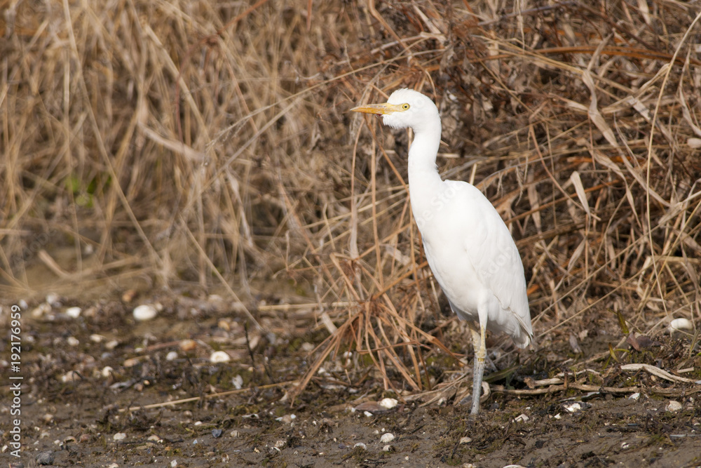 Fototapeta premium Cattle Egret