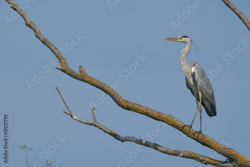 Grey Heron on a tree
