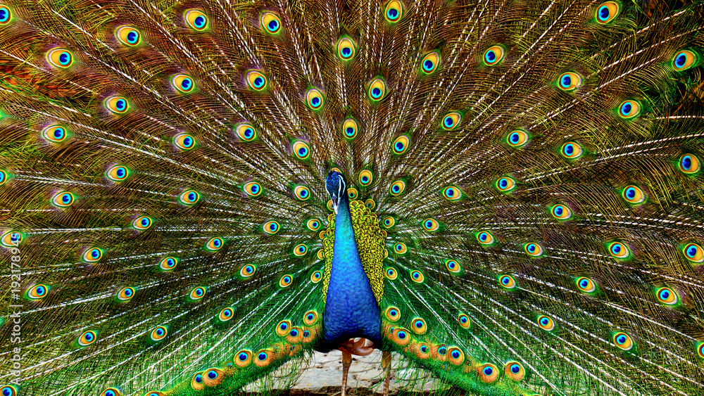 Obraz premium Peacock spreading tail feathers