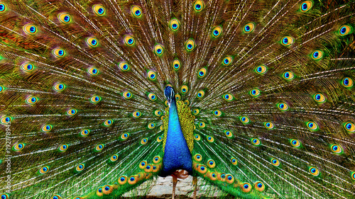 Peacock spreading tail feathers