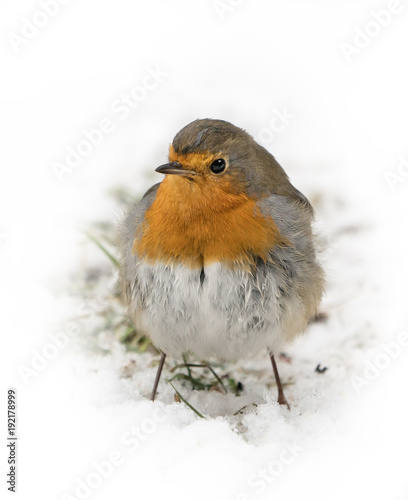 Front view of european robin bird standing on the snow covered ground in winter with white background around it