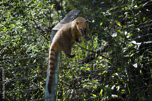 The real coati life photo