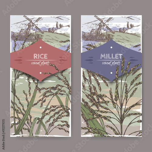 Set of two labels with Asian rice aka Oryza sativa and Proso millet aka Panicum miliaceum color sketch.