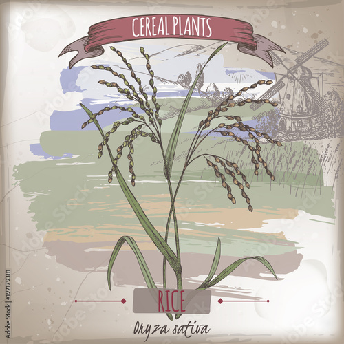 Asian rice aka Oryza sativa color sketch. Cereal plants collection.