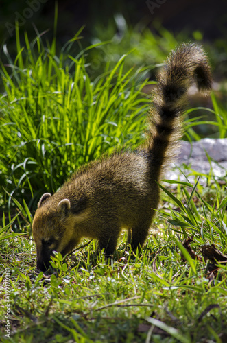 The real coati life photo