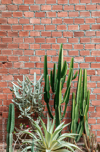 Group of various cactus  agave with sharp spike and old red brick wall vertical image