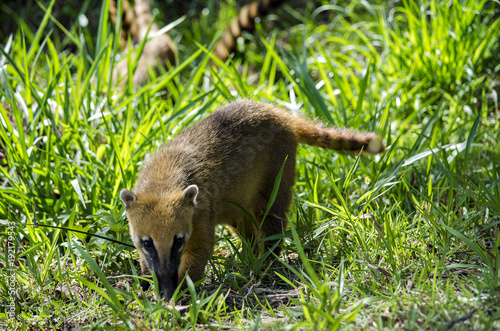 The real coati life photo