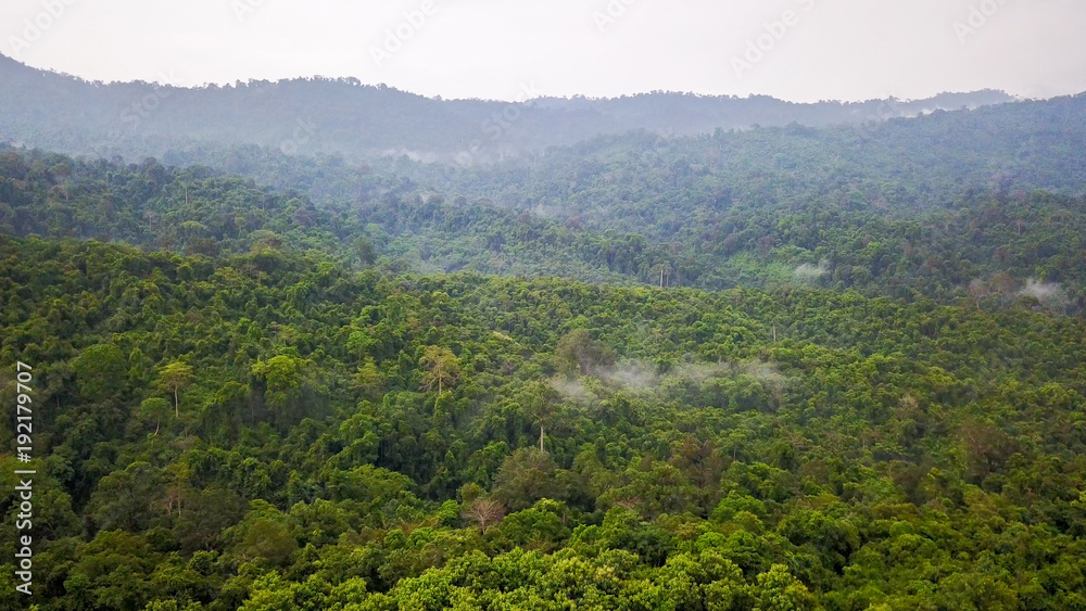 Aerial view of the tropical rain forest.