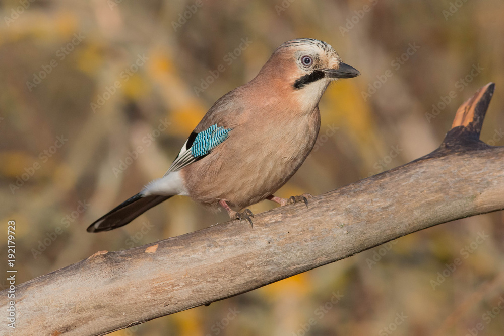 bird, nature, wildlife, jay bird, nature, wildlife, jay