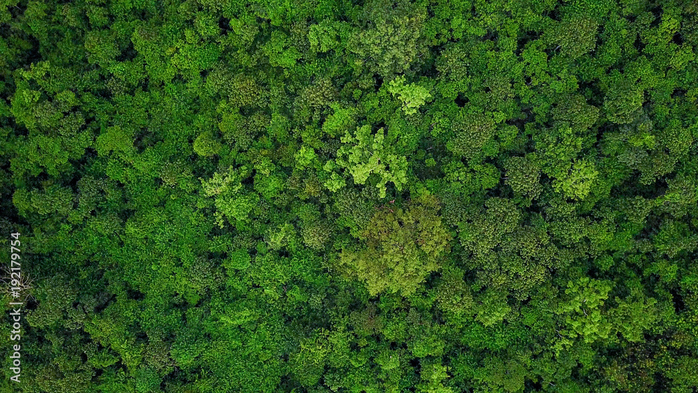 Aerial top view of the tropical rain forest.