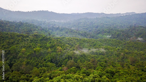 Aerial view of the tropical rain forest.