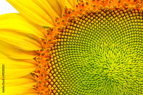 seed sunflower Pollen  Included within the yellow sunflower.