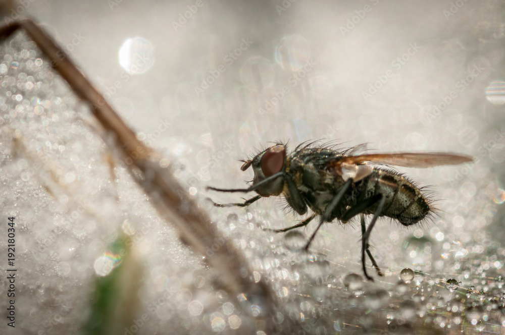Close Up of an Isolated fly surrounded by water droplets Close Up of an Isolated fly surrounded by water droplets