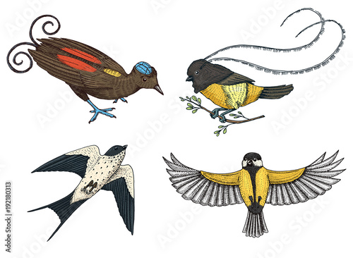 Small birds of paradise, barn swallow or martlet and parus or titmouse. King of Saxony in New Guinea. Exotic tropical animal icons. Use for wedding, party. engraved hand drawn in old sketch.