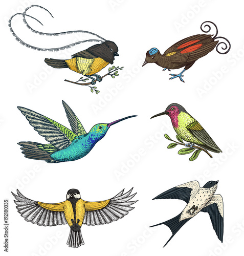 Small birds of paradise, barn swallow or martlet and parus or titmouse, hummingbird, rufous and white-necked Jacobin. Exotic tropical animals. Use for wedding, party. engraved hand drawn in old sketch
