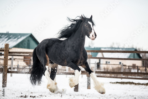 Shire horse runs around the snow-covered field.