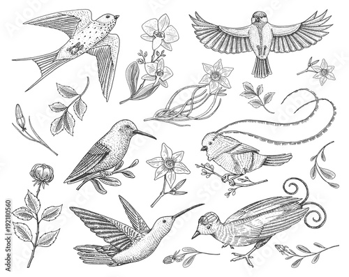 Small hummingbird, birds of barn swallow set or martlet and titmouse, Rufous. daffodil and orchid with leaves and Rose bud. Wedding flower in spring garden. Exotic tropical animal. engraved hand drawn