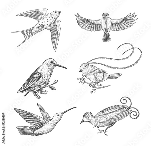 Small birds of paradise, barn swallow or martlet and parus or titmouse, hummingbird, rufous and white-necked Jacobin. Exotic tropical animals. Use for wedding, party. engraved hand drawn in old sketch