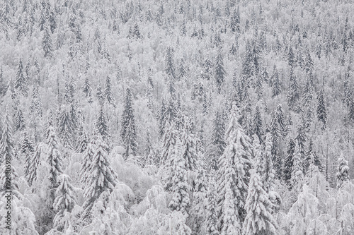 Winter snow-covered forest in Russia.
