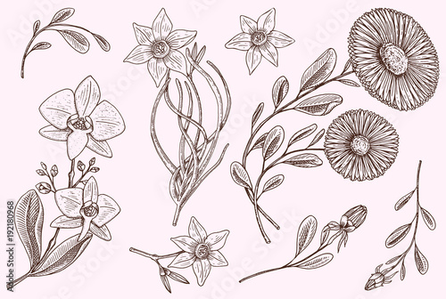 Flowers set  herb medicinal chamomile with leaves and buds and lily. Wedding botanical garden or plant. Vector illustration. engraved hand drawn in old victorian sketch.