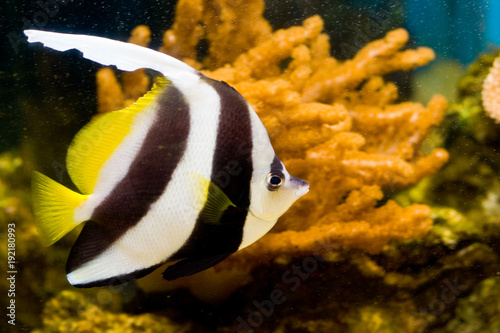 Longfin Bannerfish