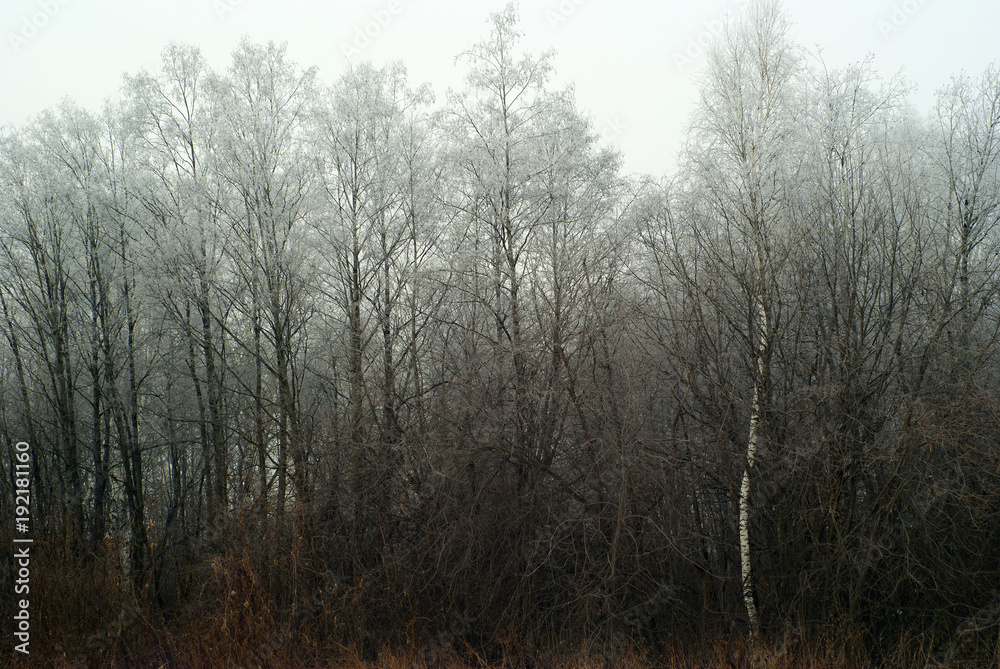 Snowless winter grove, overgrown with bushes, in cloudy foggy weather.. Snowless winter grove, overgrown with bushes, in cloudy foggy weather..