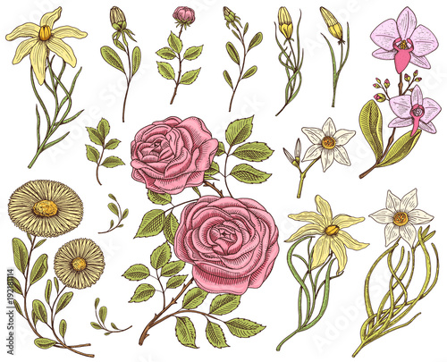 Flowers set, roses with leaves and buds, herb medicinal chamomile, daffodil and orchid, lily. Wedding botanical garden or plant. Vector illustration. engraved hand drawn in old victorian sketch.