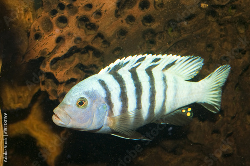 Striped Cichlid in Aquarium