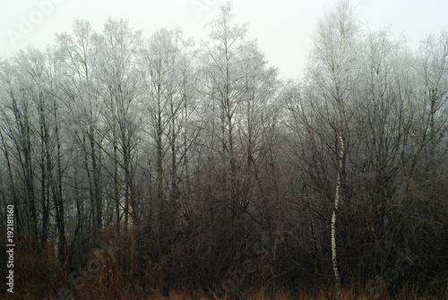 Snowless winter grove, overgrown with bushes, in cloudy foggy weather..