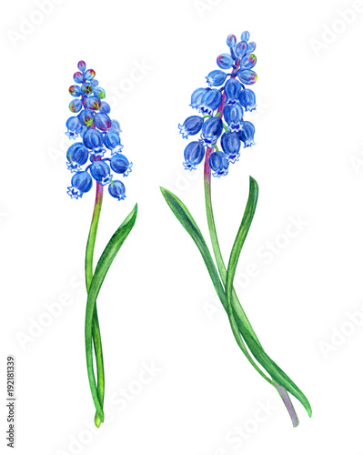 Spring flowers blue Muscari on a white background  watercolor illustration on a white background.
