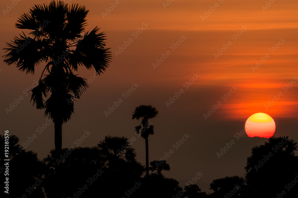 Sugar palm tree at sunset.
