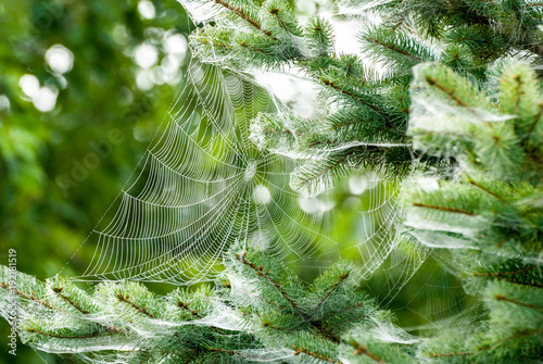 Dew on Spider Web
