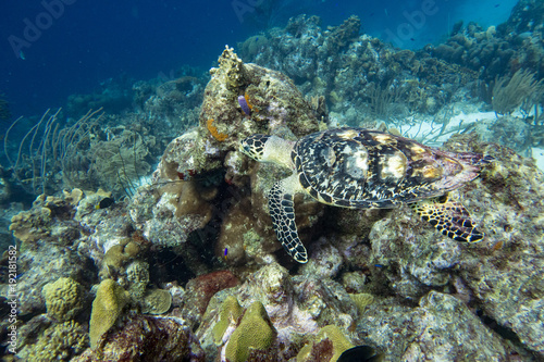 The hawksbill sea turtle (Eretmochelys imbricata) is a critically endangered sea turtle