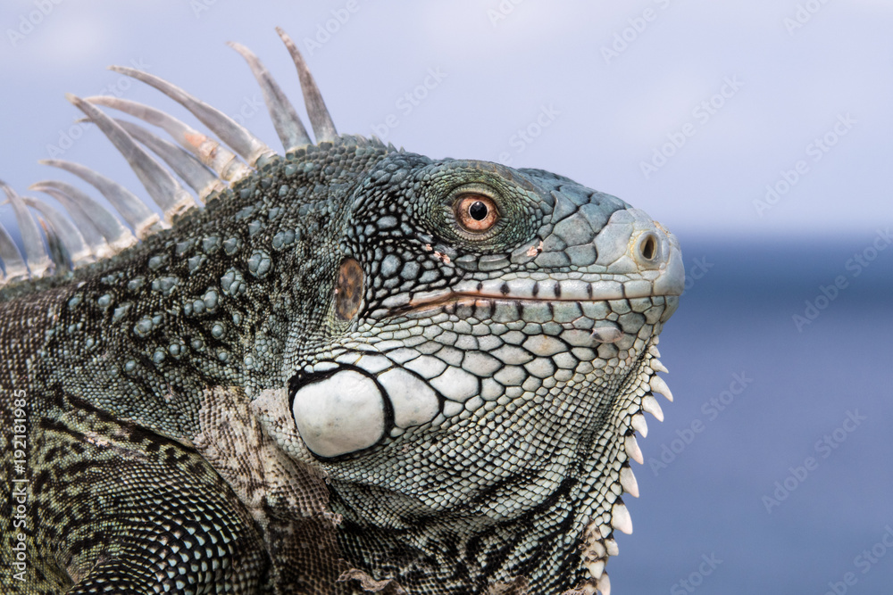 Obraz premium Caribbean iguana portait
