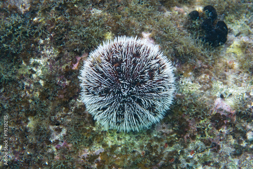 Sea egg, white sea urchin (Tripneustes ventricosus) © Franck