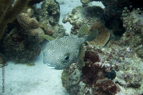 Smiling porcupinefish ! The spot-fin porcupinefish is a medium-sized fish which grows up to 91 cm.