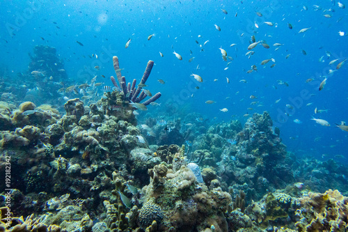 Coral reef with a multitude of fish and purple branching vase sponge.