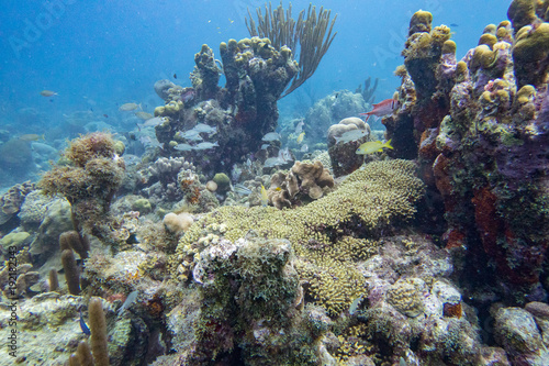 Underwater landscape with coral reef fish