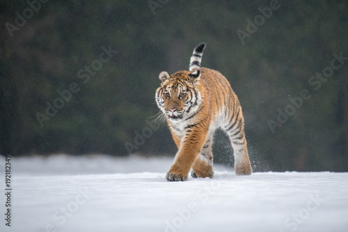 Siberian Tiger in the snow (Panthera tigris)  © vaclav