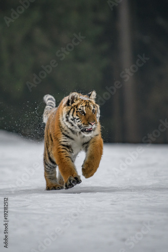 Siberian Tiger in the snow (Panthera tigris)  © vaclav