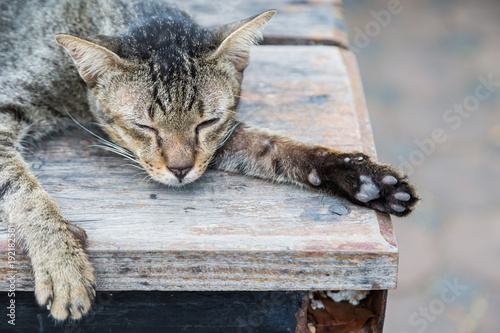 Fototapeta Naklejka Na Ścianę i Meble -  Old cat sleeping on a wooden floor with bokeh background