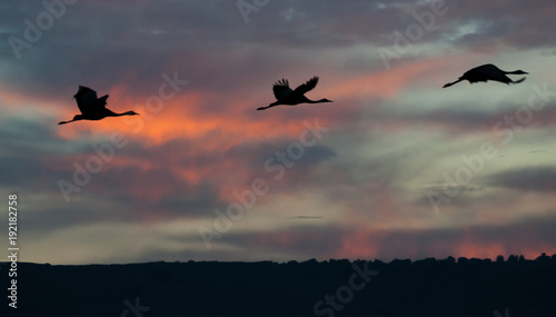Cranes in flight during sunset