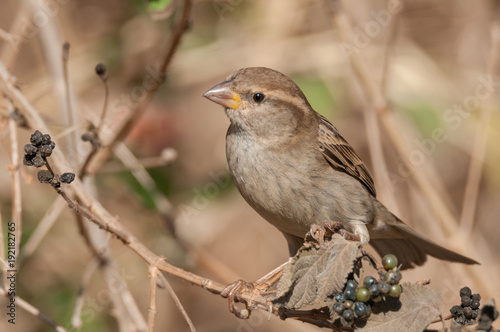 Isolated House Sparrow- Israel